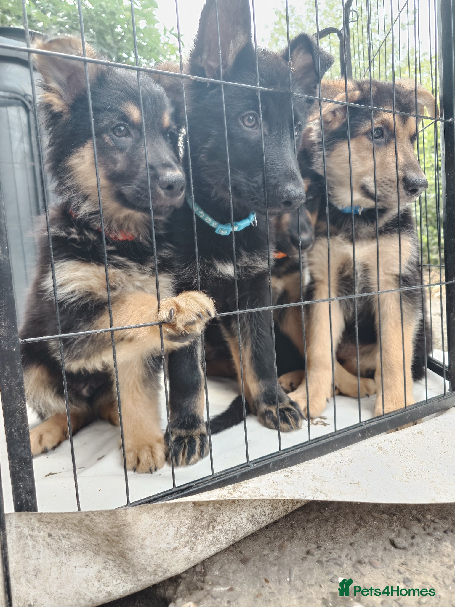 Shepsky dogs German Shepherd pups - Advert 17