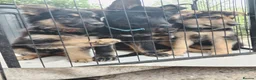 Shepsky dogs for sale: German Shepherd pups - Advert 10