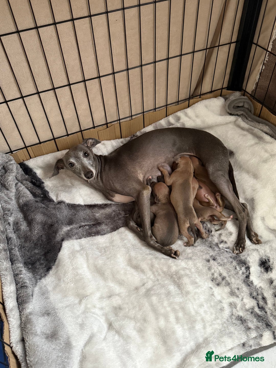 Italian Greyhound dogs for sale: KC Champion lines ⭐️ Italian Greyhound puppies  - Advert 17