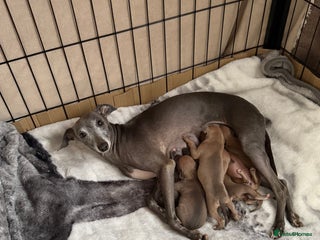 Italian Greyhound dogs - Advert 1