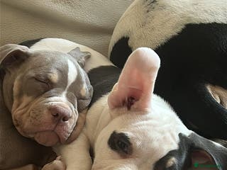 American Bulldog dogs Female Pocket Bully Pups For Sale - Advert 10
