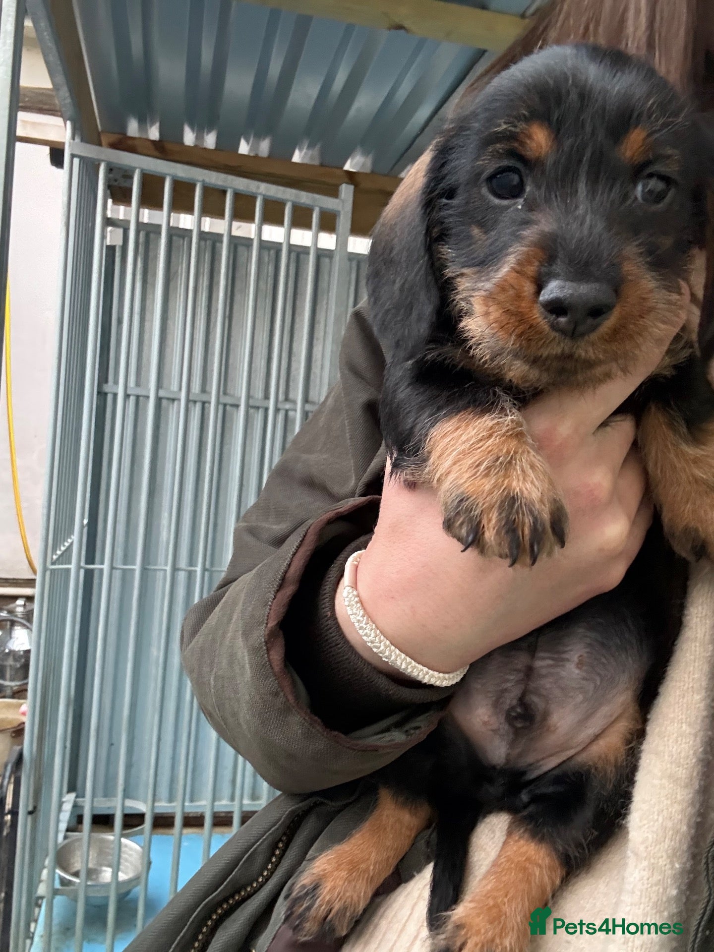 Dachshund dogs Wired Hair Dachshund Teckle Puppies - Advert 2