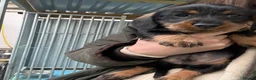 Dachshund dogs for sale: Wired Hair Dachshund Teckle Puppies - Advert 2