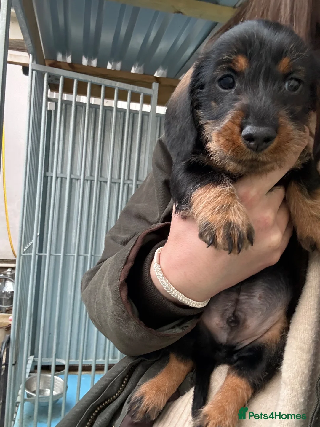 Dachshund dogs for sale: Wired Hair Dachshund Teckle Puppies - Advert 2