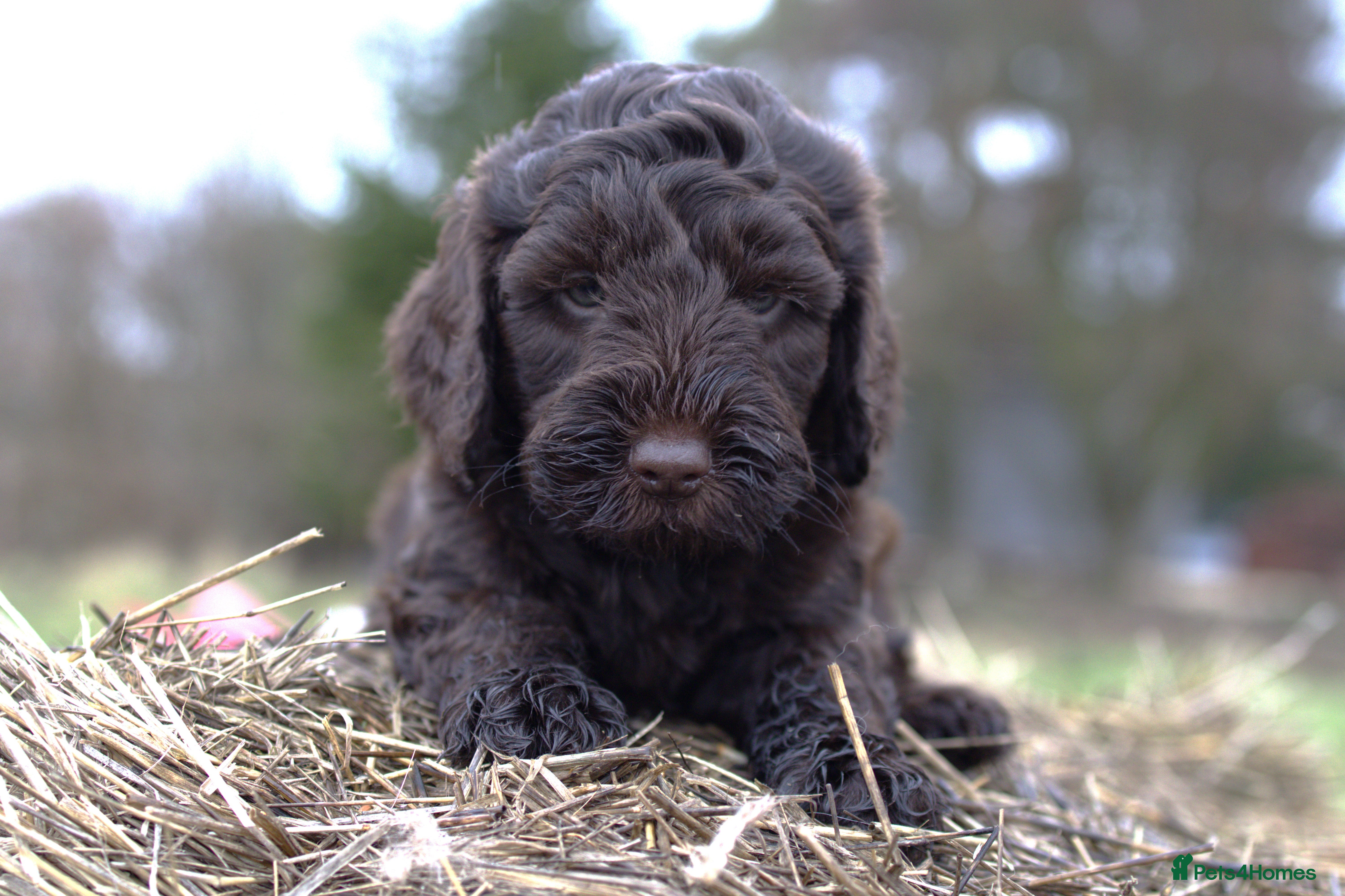 Double Doodle dogs 🌈Ethically Bred, Scientifically Raised 🌈🌈 - Advert 16