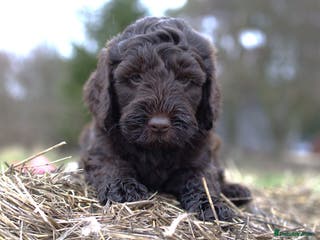 Double Doodle dogs 🌈Ethically Bred, Scientifically Raised 🌈🌈 - Advert 16