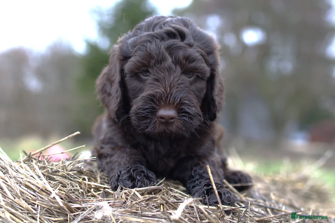 Double Doodle dogs for sale: 🌈Fully vaccinated and ready to meet the world 🌈 - Advert 18