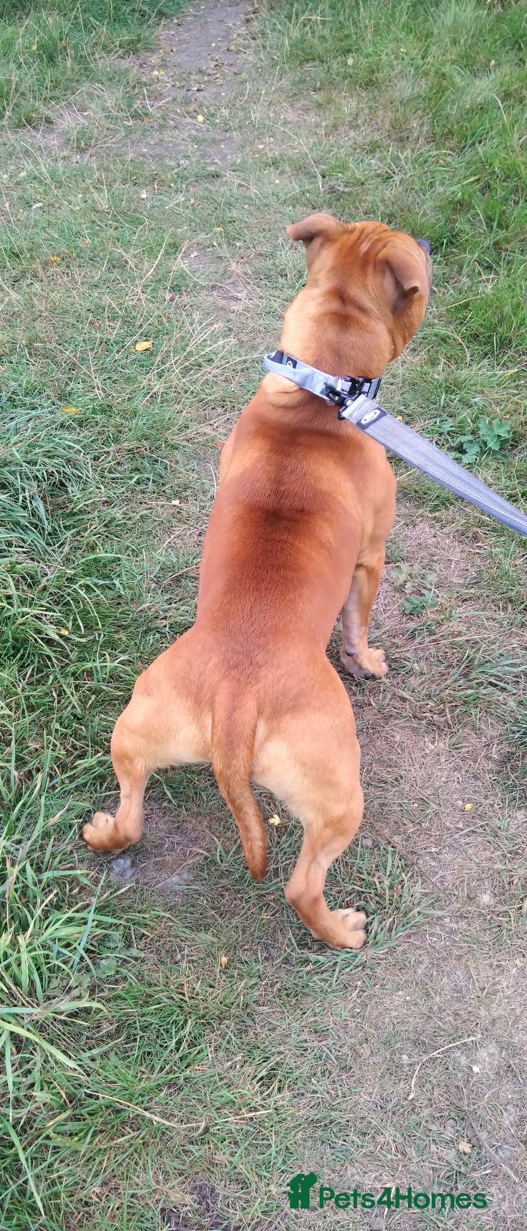 Staffordshire Bull Terrier dogs for sale: RED STAFFORDSHIRE BULL TERRIER consider Co-owner - Image 3
