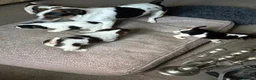 Jack Russell dogs for sale: 2 remaining Traditional Jack Russell’s  - Advert 16