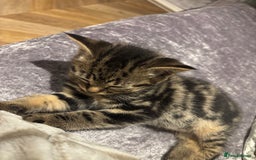 American Shorthair cats for sale: Tabby Kitten  - Image 39