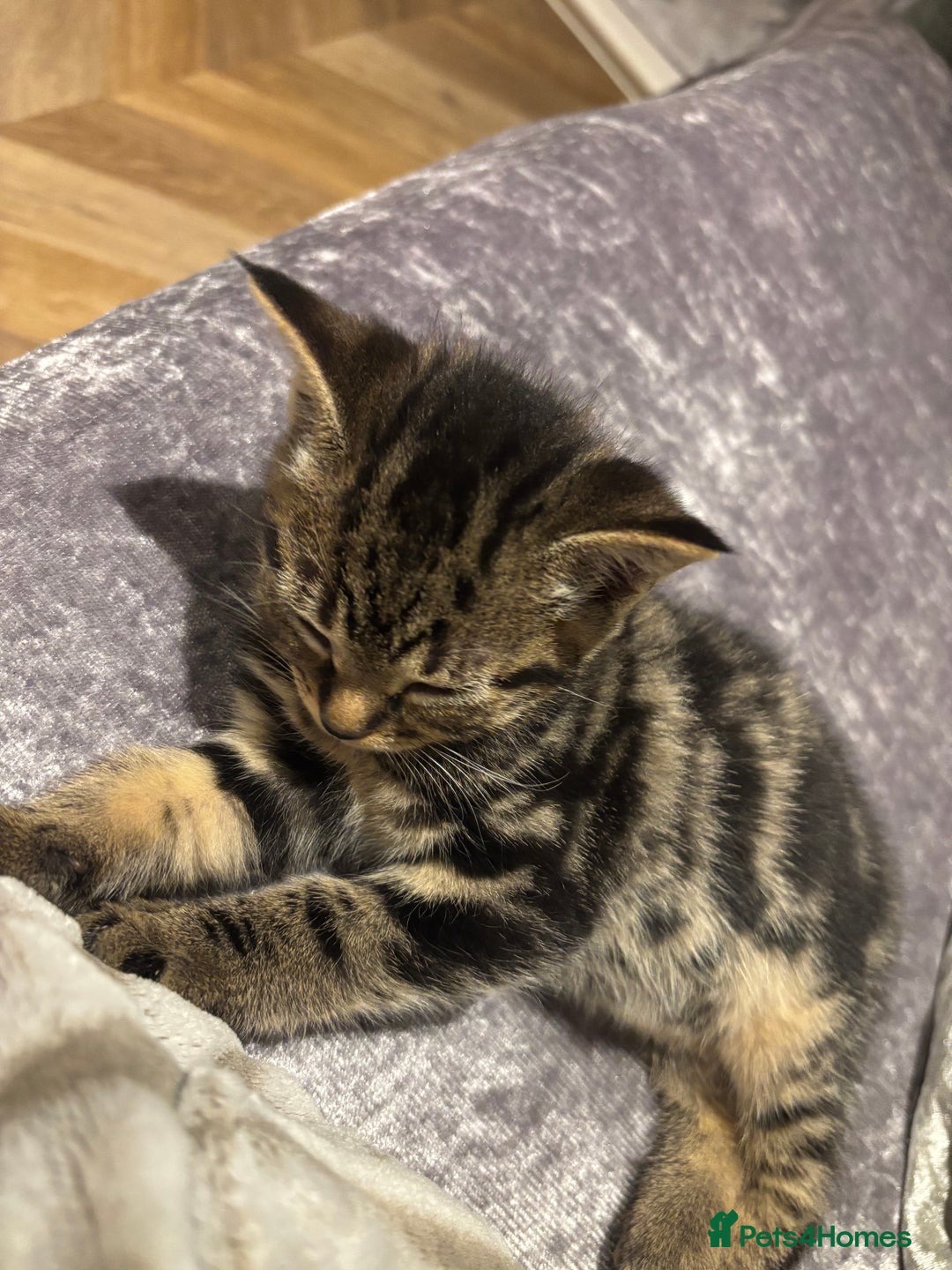 American Shorthair cats for sale: Tabby Kitten  - Image 39