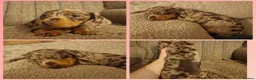 Miniature Dachshund dogs for sale: Female chocolate dapple READY NOW - Advert 3