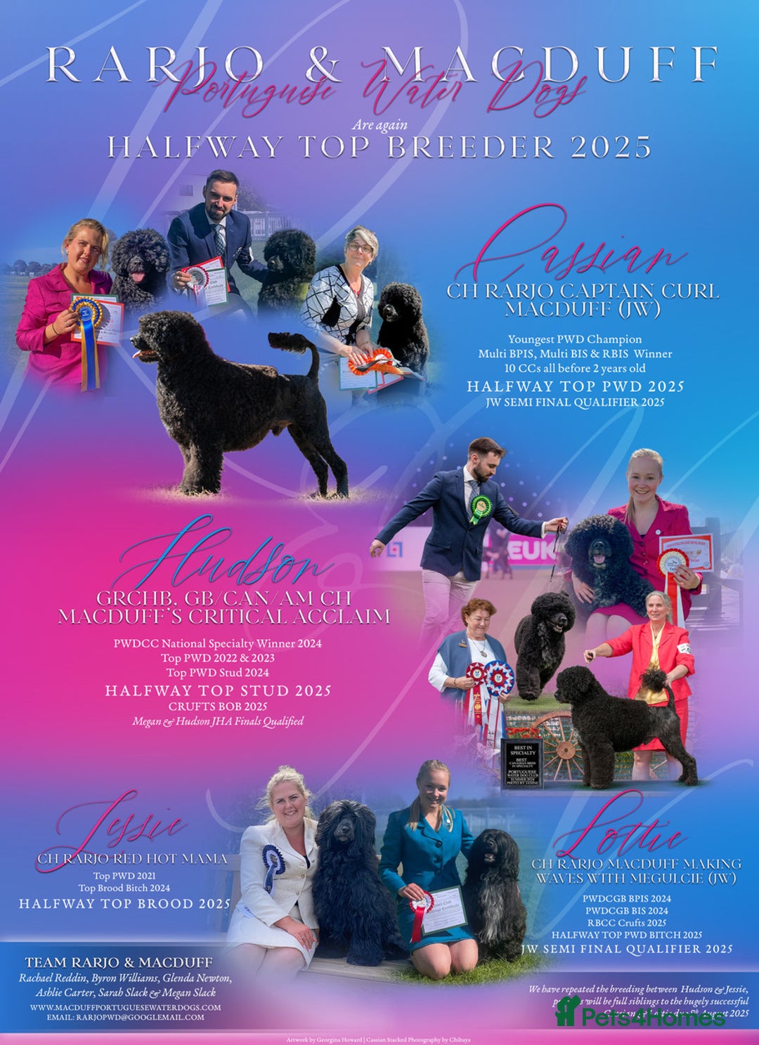 Portuguese Water Dog dogs for sale: Portuguese Water Dog Puppies For Sale - Image 12