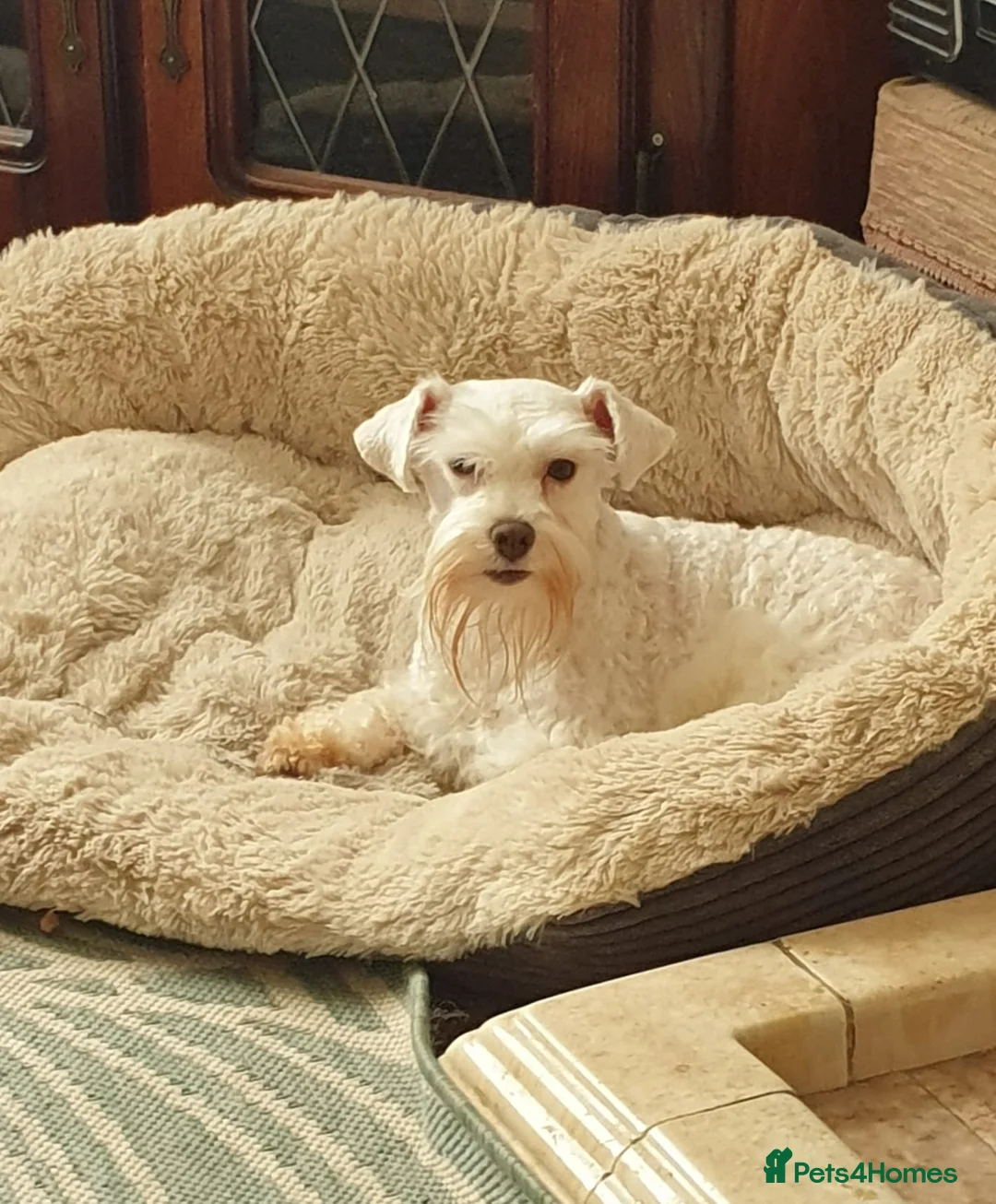 Miniature Schnauzer dogs for stud: PROVEN KC TOY MINATURE SCHNAUZER  FOR STUD    in Dudley - Advert 1