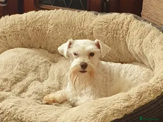 Miniature Schnauzer dogs PROVEN KC TOY MINATURE SCHNAUZER FOR STUD in Dudley - Advert 1