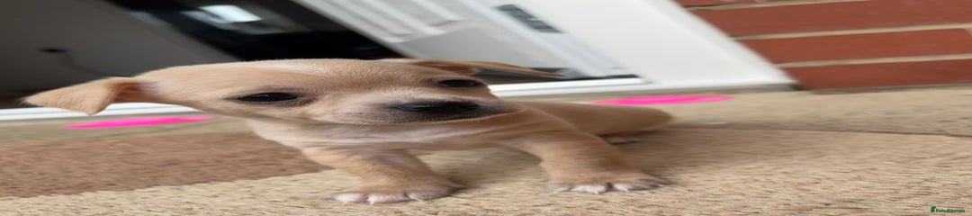 Chihuahua Puppy 4