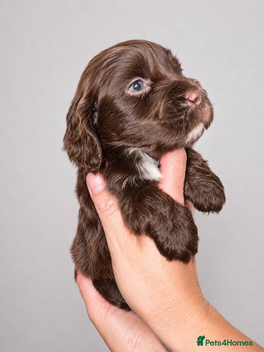 Cocker Spaniel dogs Sagrisieo’s Show type Cocker Spaniels - Advert 2