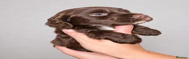 Cocker Spaniel 8