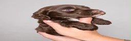 Cocker Spaniel dogs for sale: Sagrisieo’s KC Show type Cocker Spaniels - Advert 2