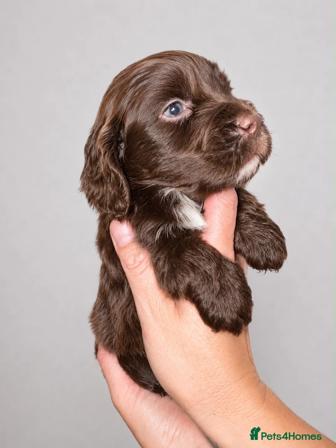 Cocker Spaniel dogs for sale: Sagrisieo’s KC Show type Cocker Spaniels - Advert 2