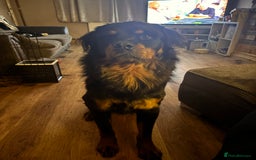 Rottweiler dogs for sale: Long hair Rottweiler  - Image 2