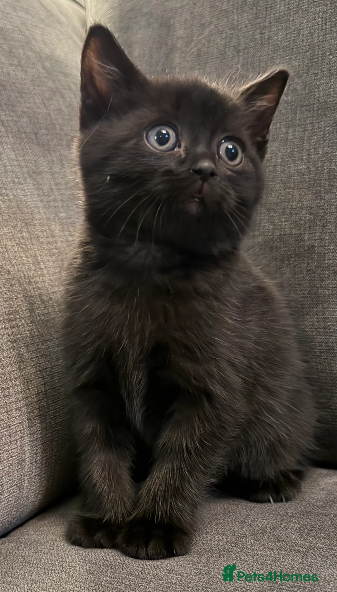 British Shorthair cats for sale: British shorthair kittens  - Advert 7