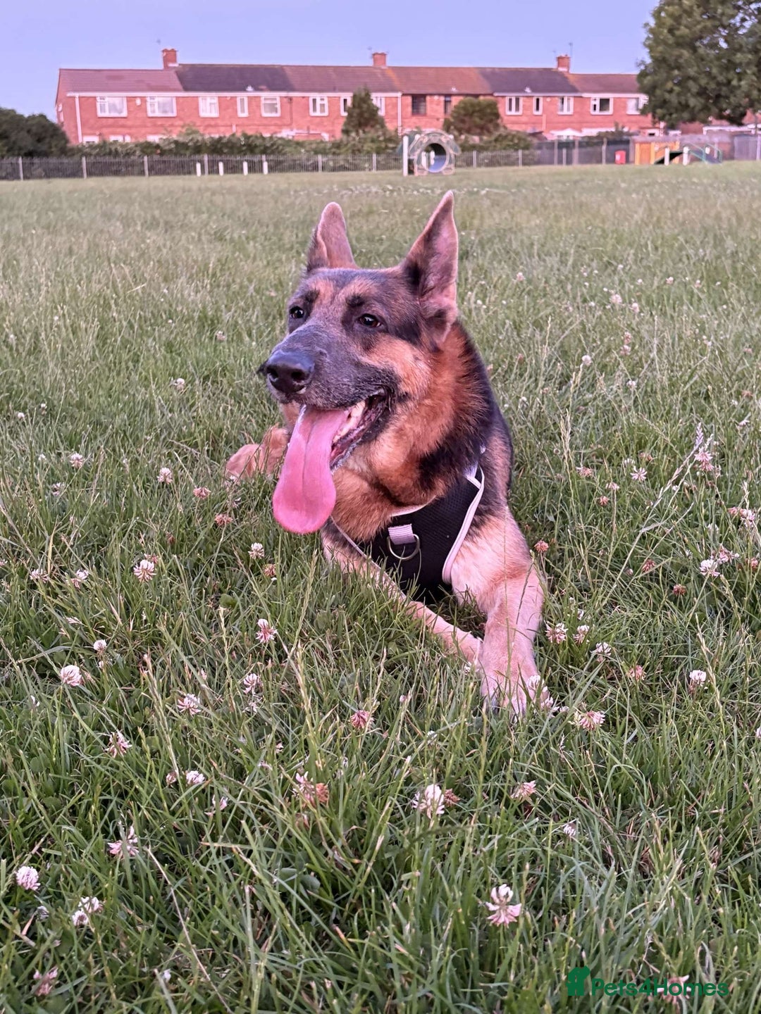 German Shepherd dogs for sale: River Female German Shepherd  - Image 2