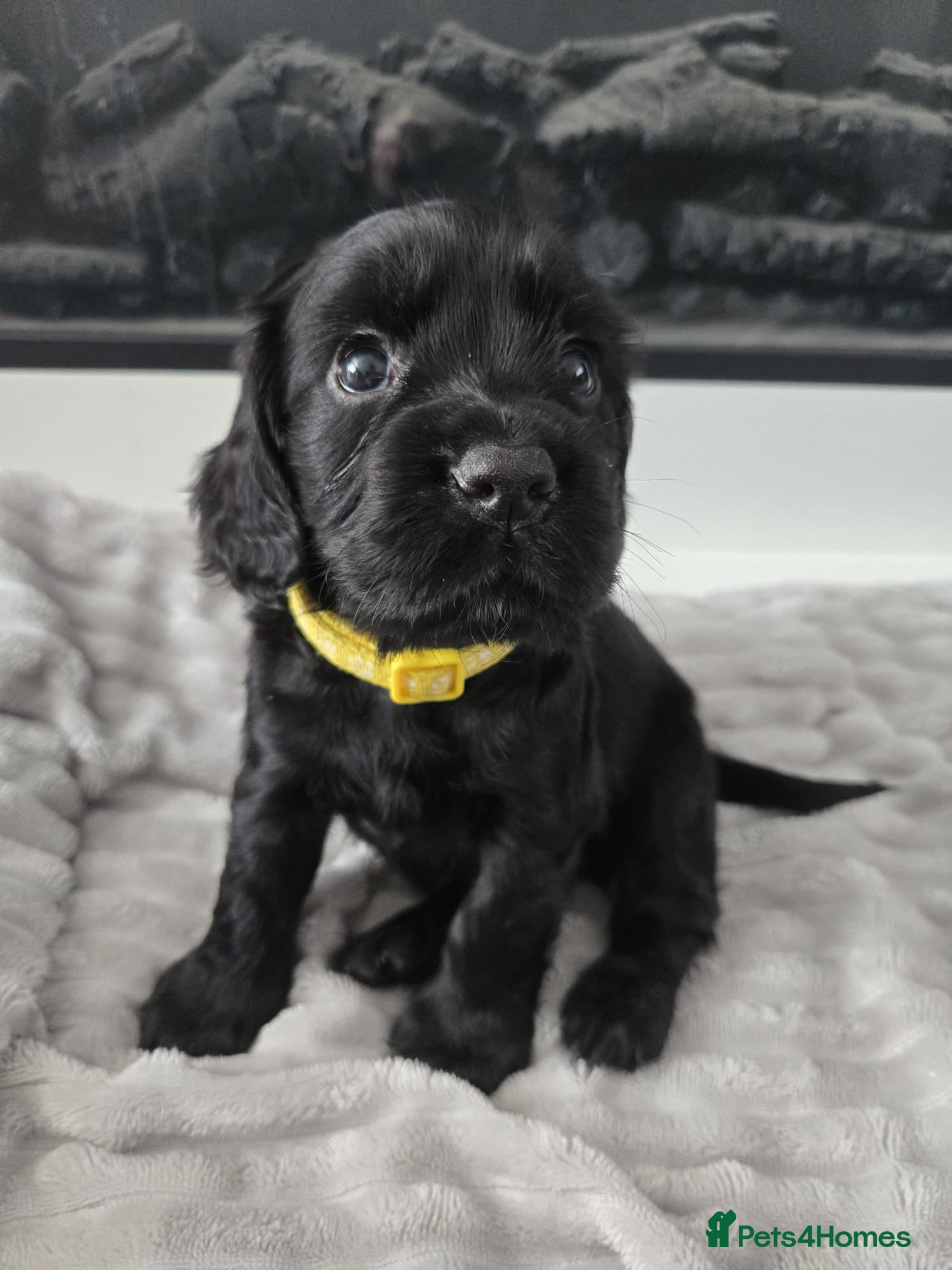 Cocker Spaniel dogs Working Cocker Spaniel Pups - Black Male available - Advert 11