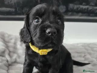 Cocker Spaniel dogs Working Cocker Spaniel Pups - Black Male available - Advert 9
