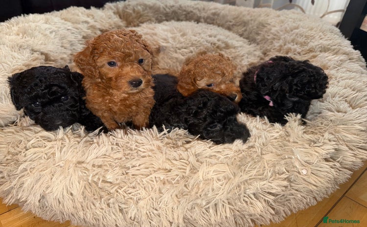 Toy Poodle dogs - Advert 15