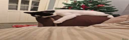 Mixed Breed cats for sale: Lovely cat looking for forever home - Advert 3