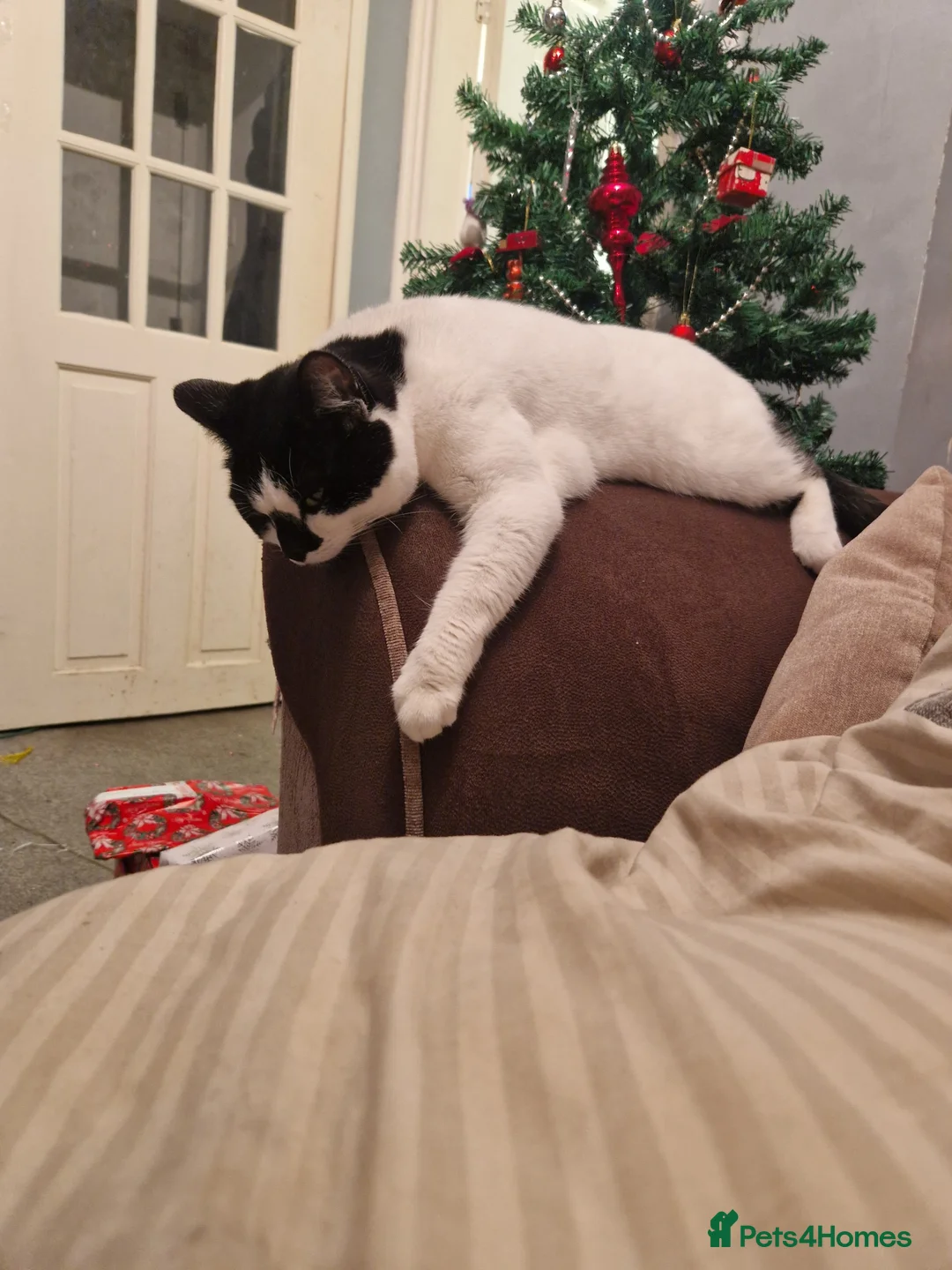 Mixed Breed cats for sale: Lovely cat looking for forever home - Advert 3