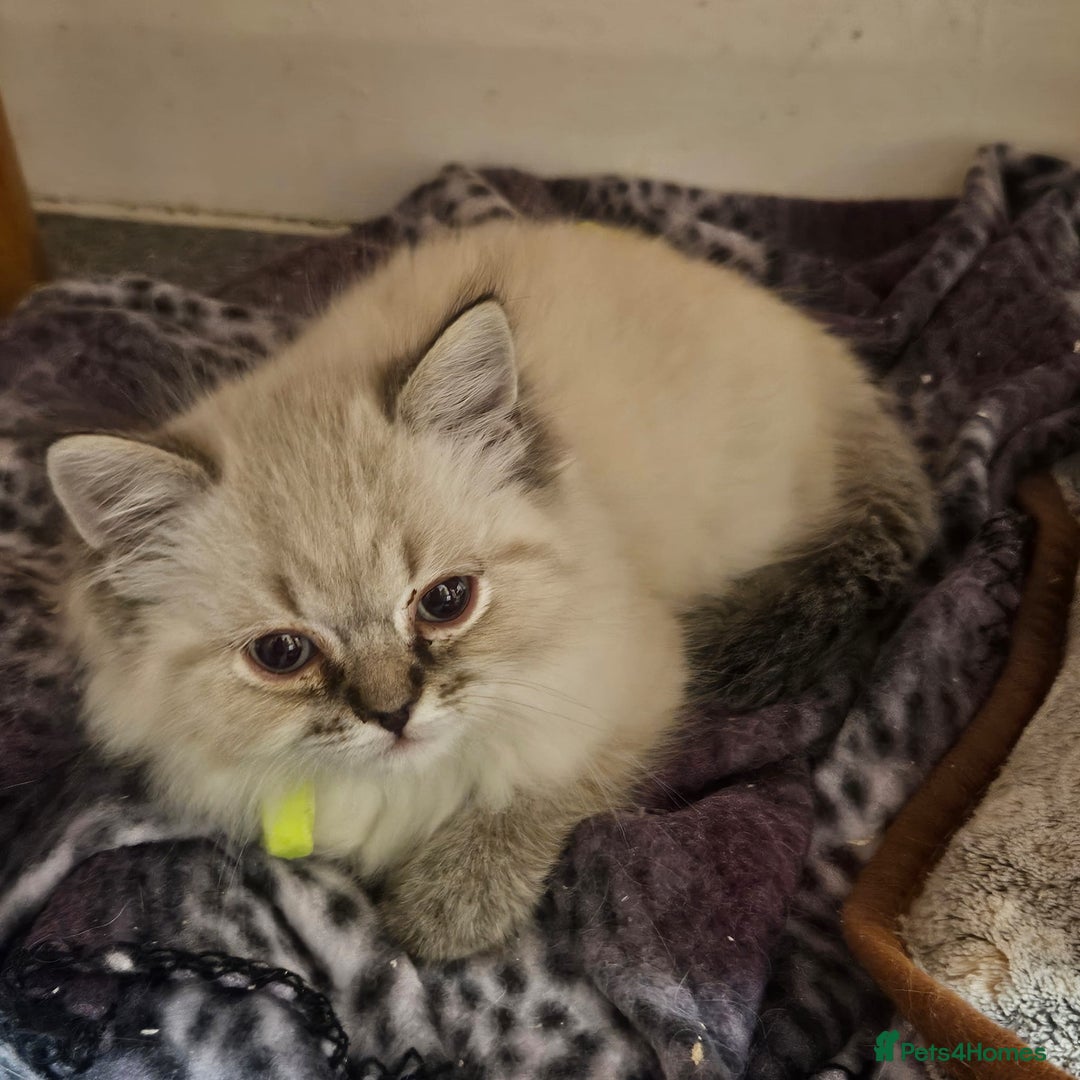 Persian cats for sale: 4 Beautiful Himalayan X Chinchilla Persian Kittens - Advert 3