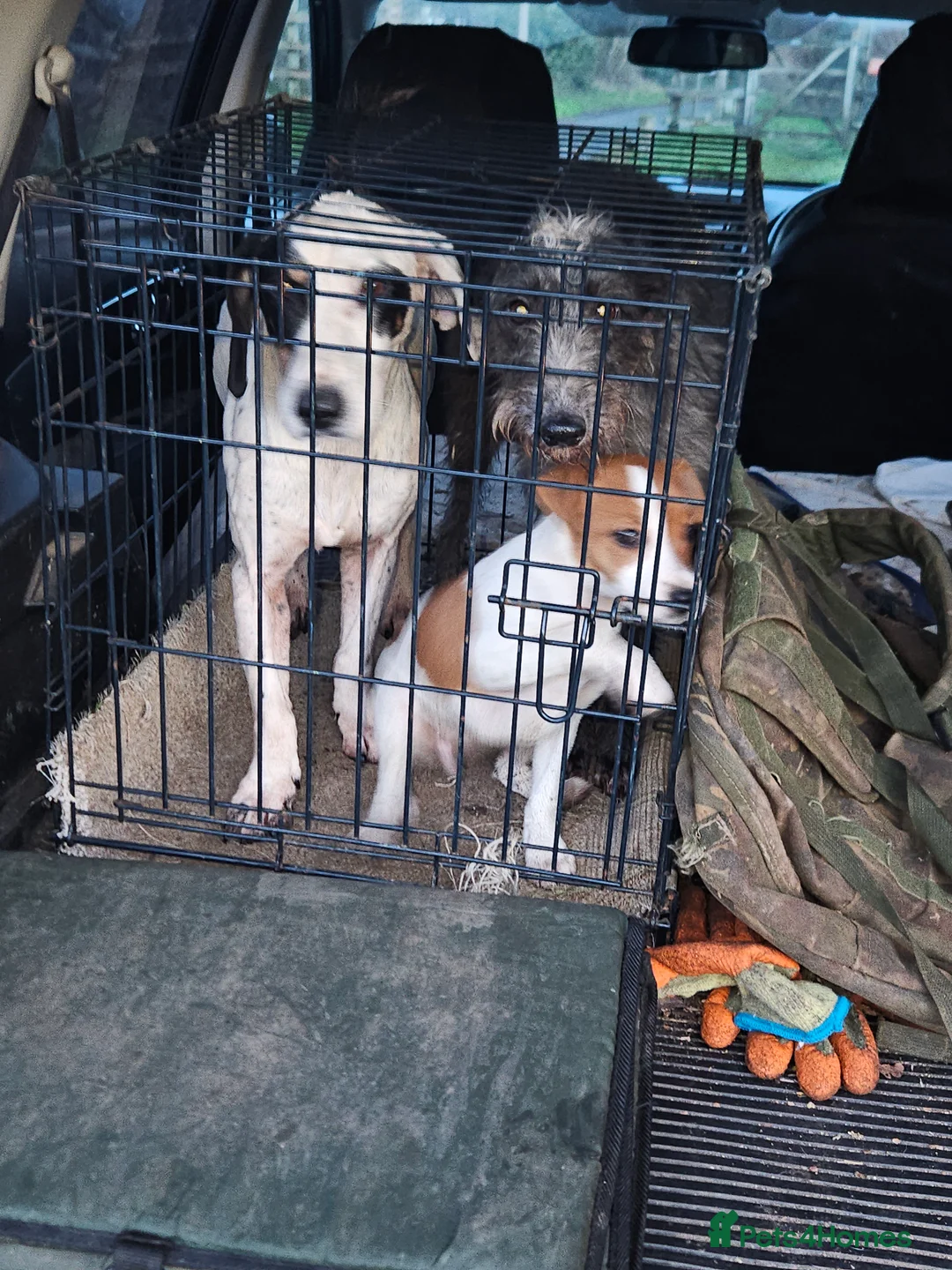 Jack Russell dogs for sale: Jack Russell bitch pup - Advert 4