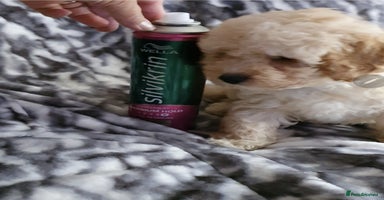 Toy Poodle dogs - Advert 13