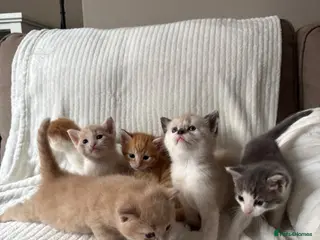Norwegian Forest Cat cats Norwegian Forrest Cross Kittens - Advert 1
