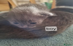 Scottish Fold cats for sale: 7 kittens for sale - ready 16th december - Image 16