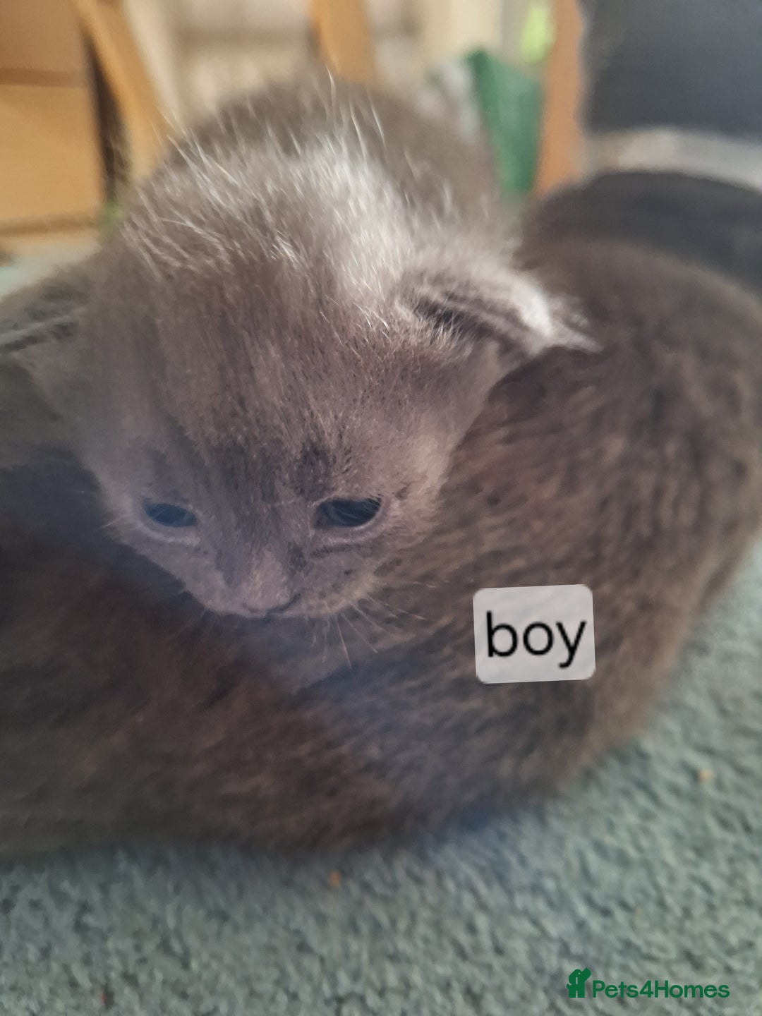 Scottish Fold cats for sale: 7 kittens for sale - ready 16th december - Image 16