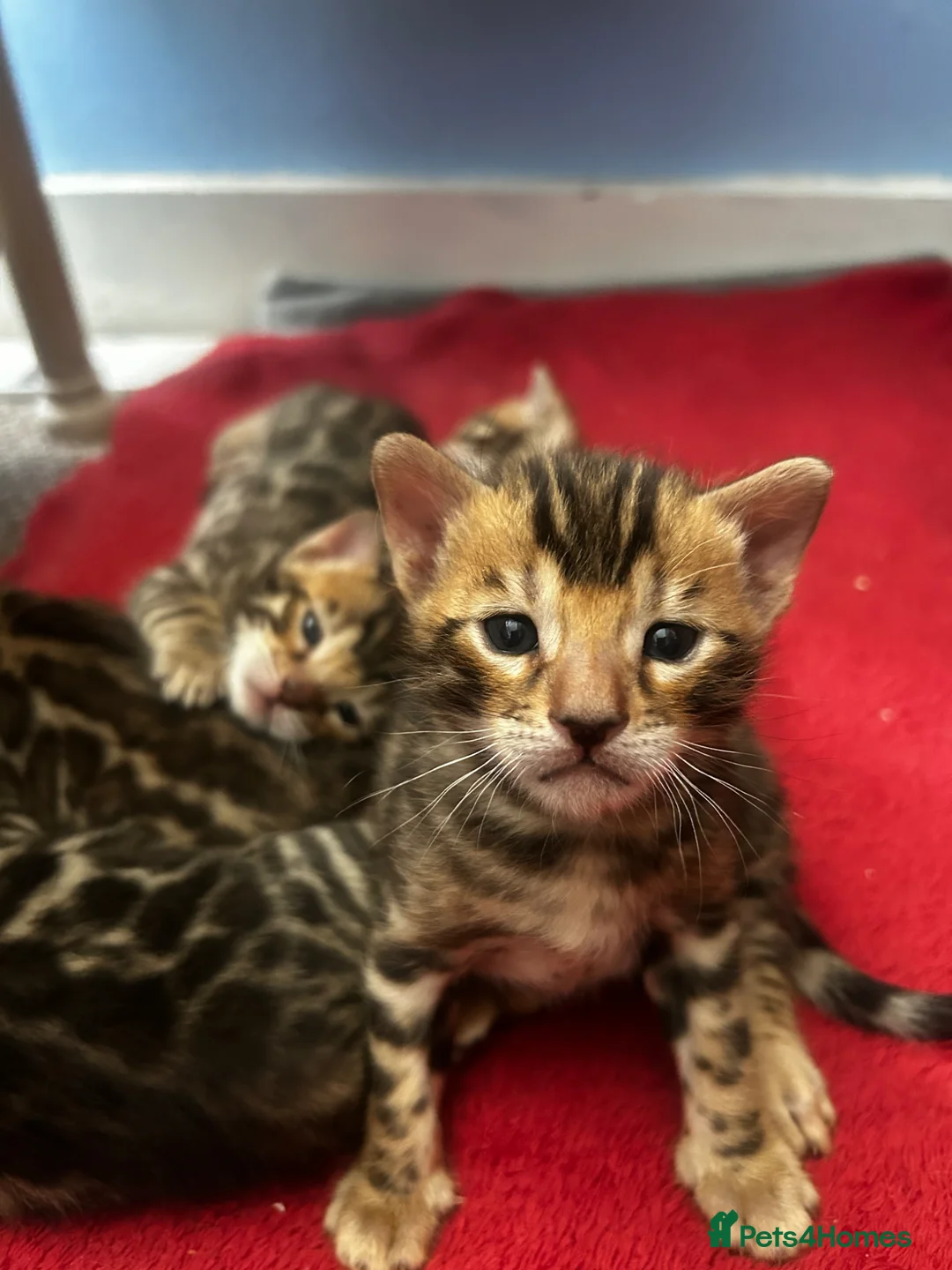 Bengal cats for sale: Stunning Purebred Bengal Kittens in Norwich - Advert 14