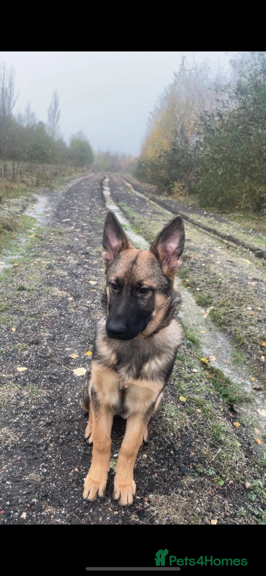 German Shepherd dogs for sale: German Shepherd  - Advert 3