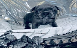 French Bulldog dogs for sale: French Bulldogs  - Image 14