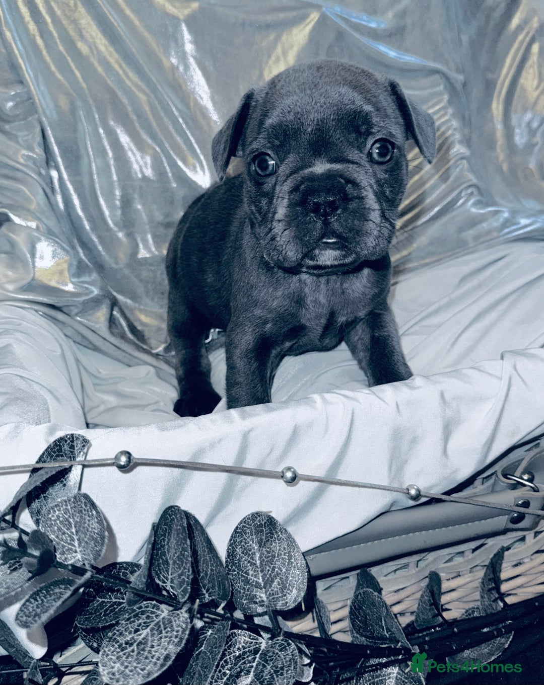 French Bulldog dogs for sale: French Bulldogs  - Image 14