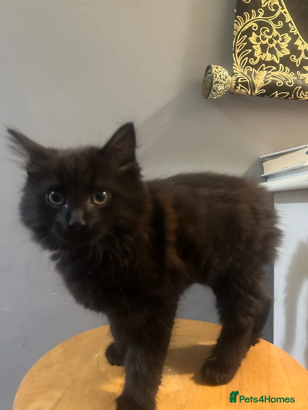 Mixed Breed cats for sale: 3 month old kittens.  in London - Advert 2