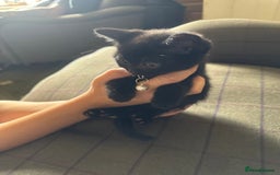 Mixed Breed cats for sale: 3 black British short haired x ragdoll kittens - Image 9
