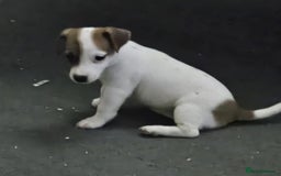 Jack Russell dogs for sale: Stunning Jack Russell ( smooth coat ) - Image 16