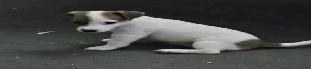 Jack Russell Puppy 4