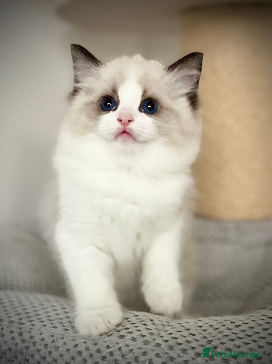 Ragdoll cats for sale: Exquisite Seal Bicolour Ragdoll Boys dolly face - Image 10