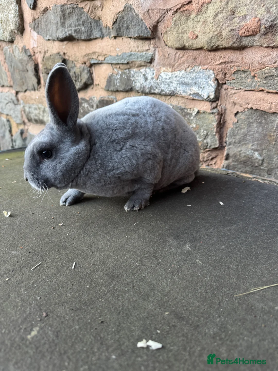 Rex rabbits for sale: Stunning Blue Mini Rex female Rabbit  - Advert 2