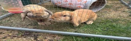English Lop rabbits for sale: Two gorgeous female lop rabbits  in Sheffield - Advert 1