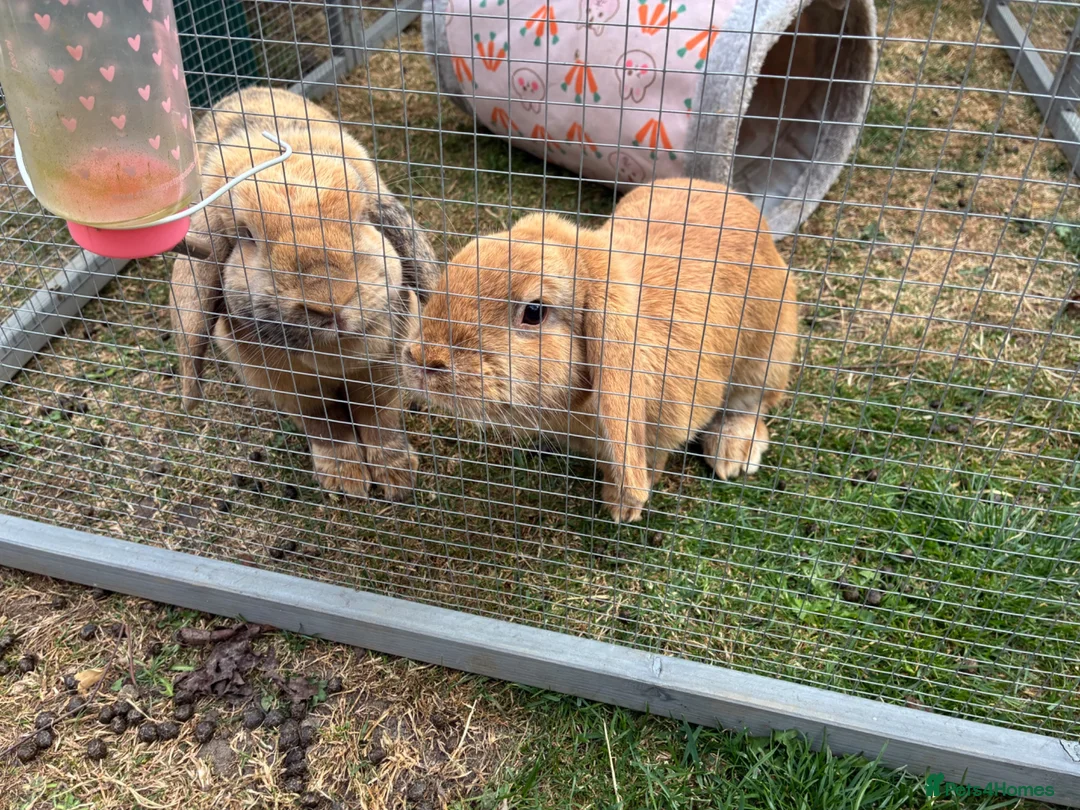 English Lop rabbits for sale: Two gorgeous female lop rabbits  in Sheffield - Advert 1